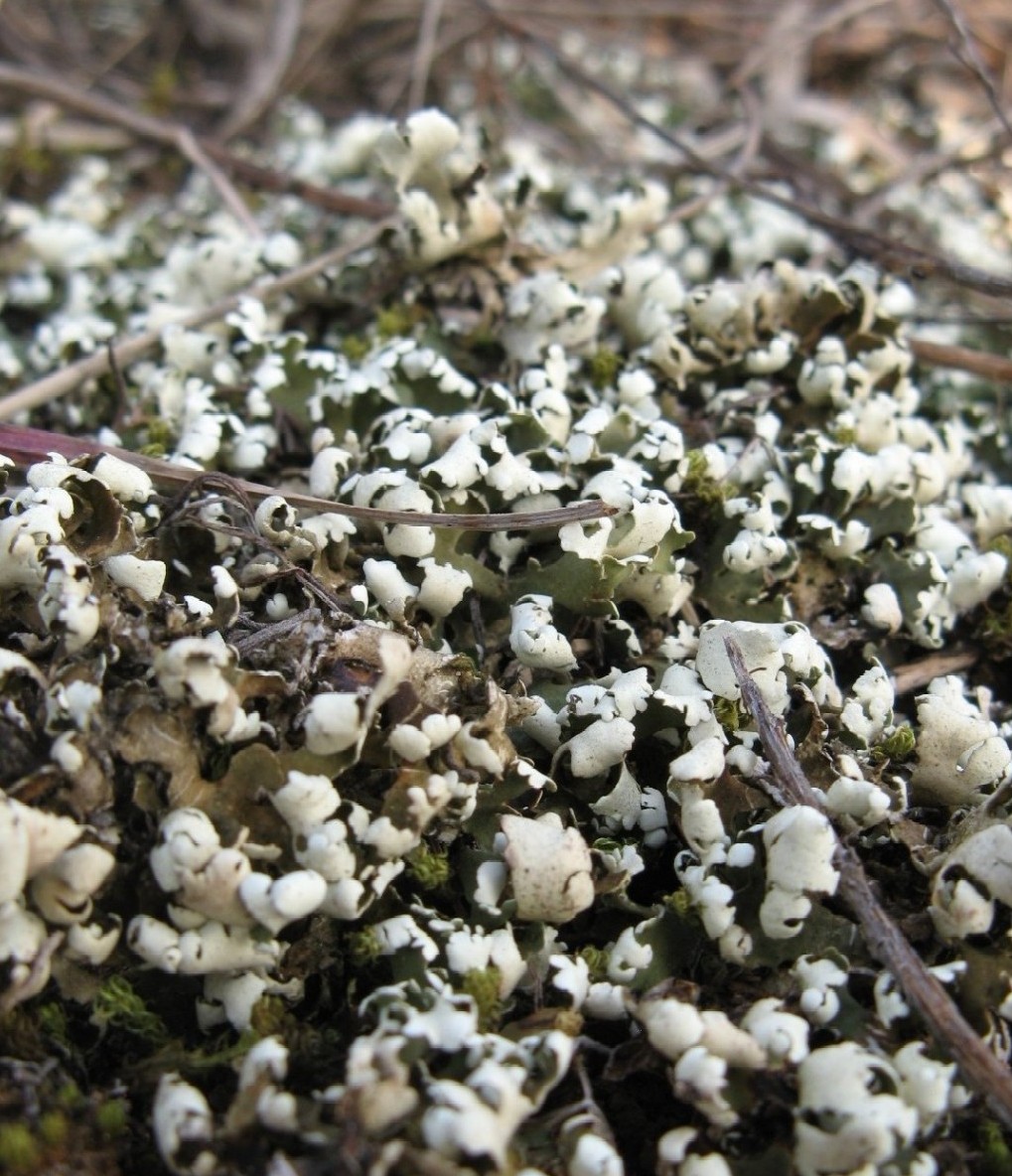 lichene su muschio - Cladonia convoluta e altri